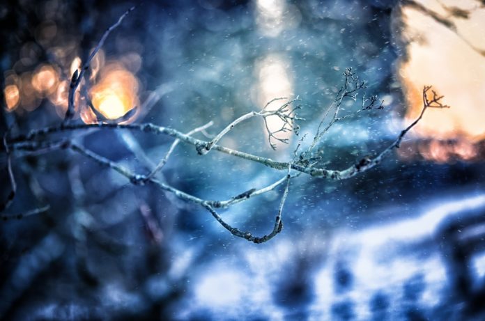 tree-2465450_1280