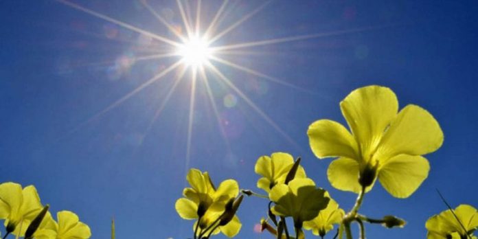suncano-vreme-cvece