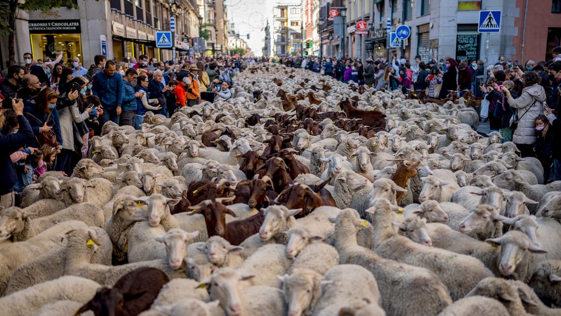 Stada ovaca u centru Madrida