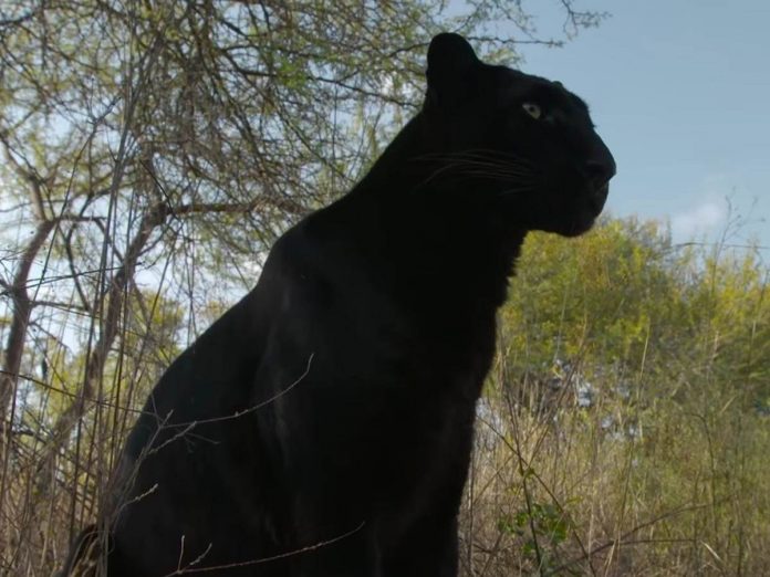 panther