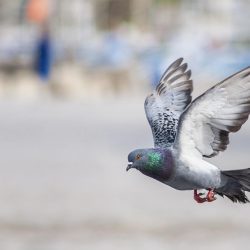 Indija - oslobođen golub-špijun